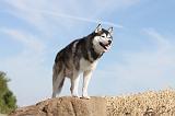 SIBERIAN HUSKY 052